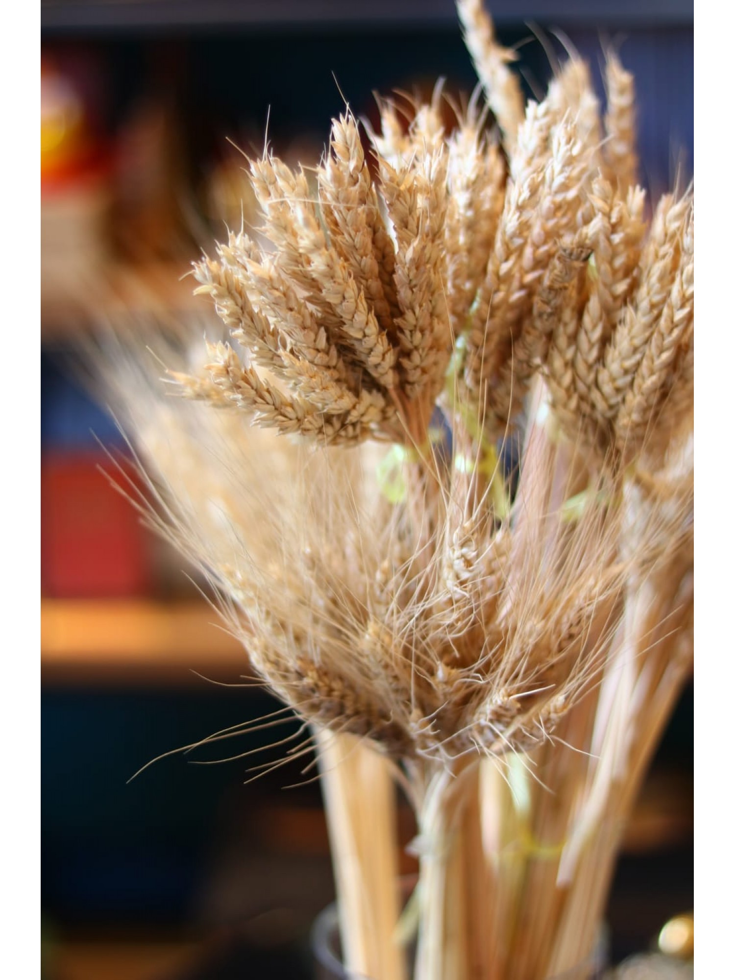 Колосья Пшеницы  - символ достатка и благополучия